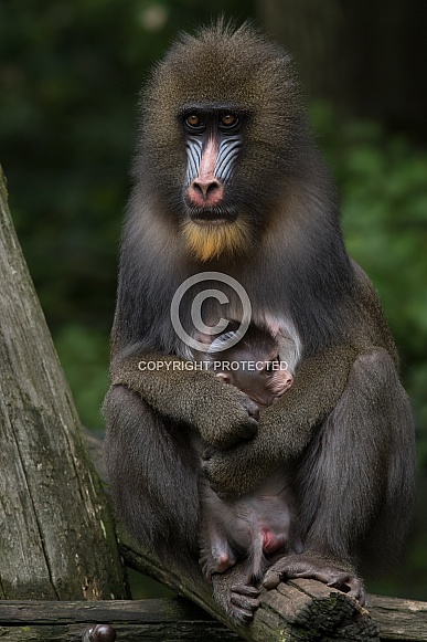 Mandrill Mother and Cub