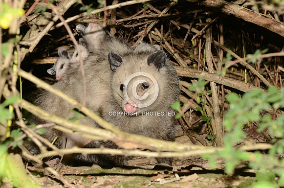 Possum (Opossum)