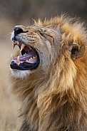 Lion (Panthera leo) - Botswana