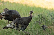 Wild turkeys, Merriam's turkeys, Meleagris Gallapavo