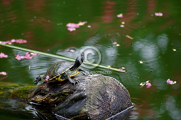 Painted Turtle and Cherry Blossom Reflections