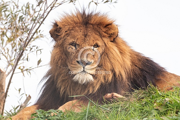 Male African Lion Lying In The Grass