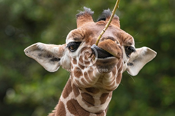 Reticulated Giraffe Calf Close Up Face Shot