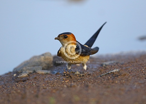 Red rumped Swallow