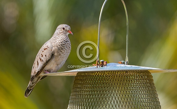 common ground dove bird - Columbina passerina - perched on bird seed feeder. Profile view