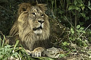 Asiatic Lion Full Body Lying Down
