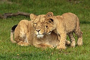 African Lioness and Cub