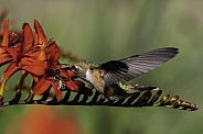 Hummingbird—Who Will Get The Nectar