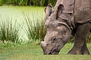 Greater One Horned Rhino Head Shot Grazing