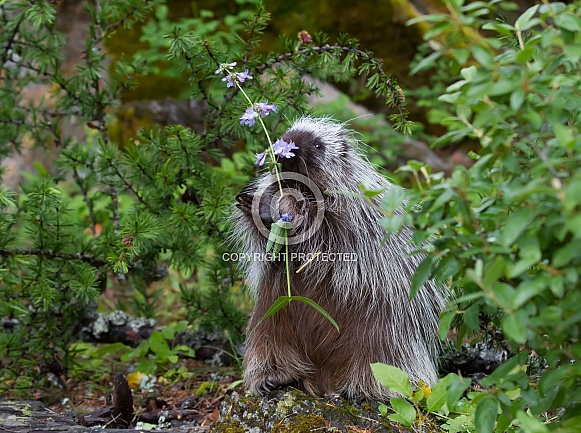 Juvenile Porcupine Eating Flowers