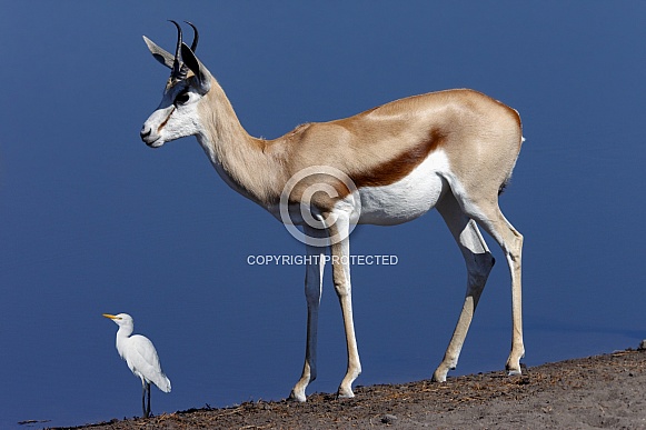 Springbok and a Great Egret - Namibia