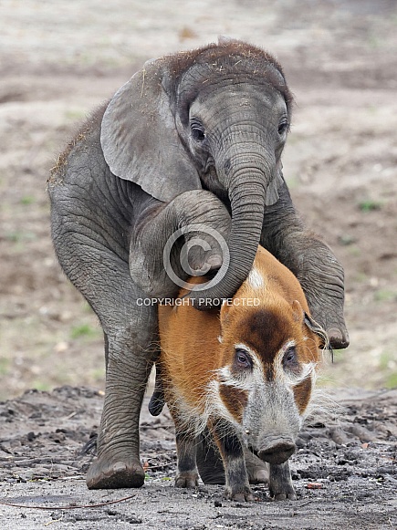 African elephant (Loxodonta) and red river hog (Potamochoerus porcus)