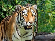 Tiger (panthera tigris)