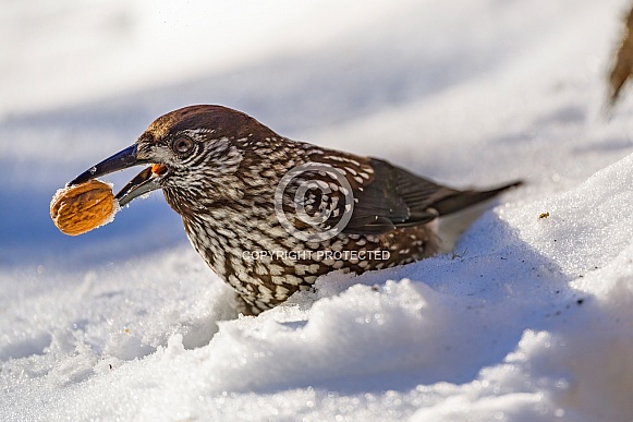 Spotted nutcracker in the snow, with nut in the beak