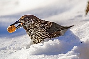 Spotted nutcracker in the snow, with nut in the beak