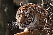 Sumatran Tiger On Hill
