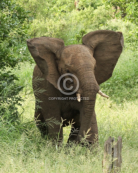 Young Elephant Charging