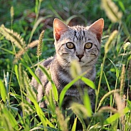 Tabby Kitten In Nature