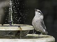 Gray Jay at the Bird Fountain