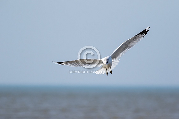 Gull above the water