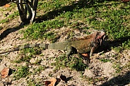 Iguana, St John, VI