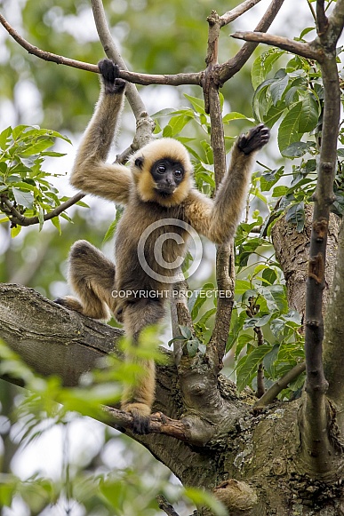 Yellow Cheeked Gibbon (Nomascus Gabriallae)