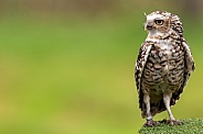 Burrowing Owl Standing Upright