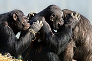 Trio of chimpanzees