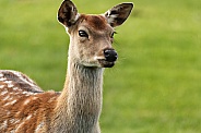 Fallow deer close up