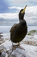 Great Cormorant - Farne Islands - England