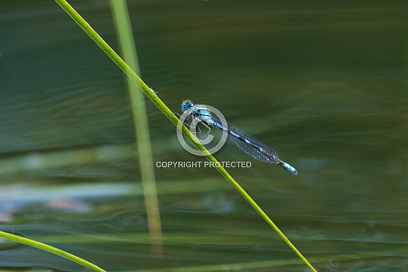 Damselfly at Rest on a Blade of Grass