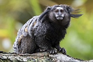 Black-tufted marmoset (Callithrix penicillata)