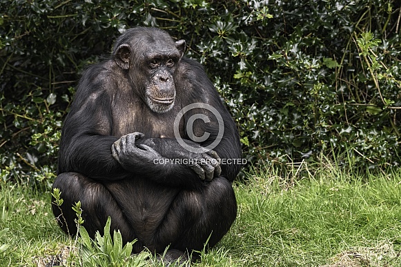 Chimpanzee Sitting In Grass Full Body