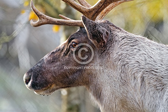 Portrait of a reindeer