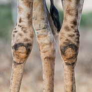 Giraffe knees