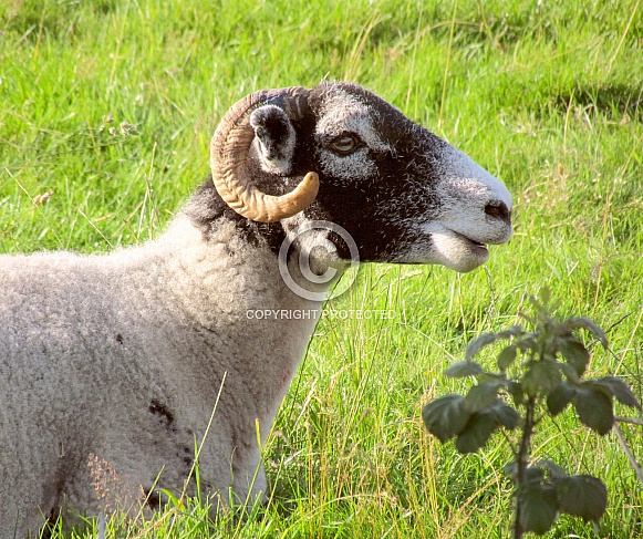 Sheep/Ram