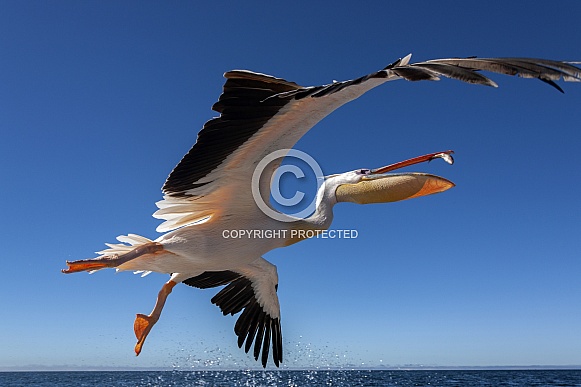 Pink-backed Pelican (Pelecanus onocrotalus)
