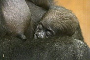Western Lowland Baby Gorilla
