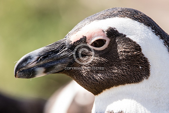 Penguin close-up in South Africa