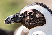 Penguin close-up in South Africa