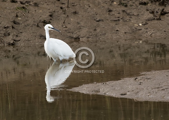 Little Egret with Reflection