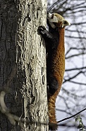 Red Panda climbing tree