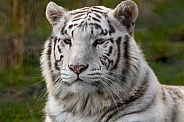 White Bengal Tiger Close Up Face Shot