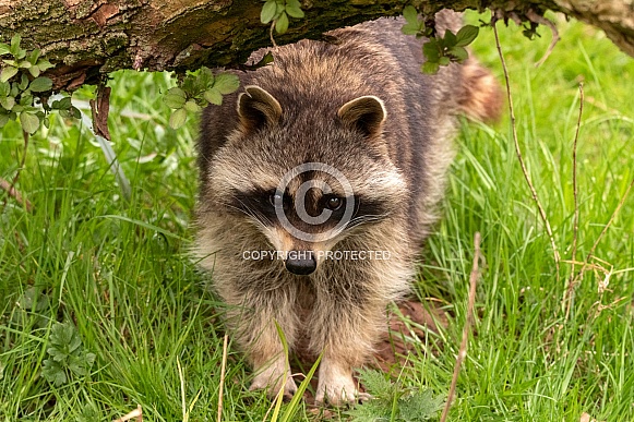Raccoon Under Branch