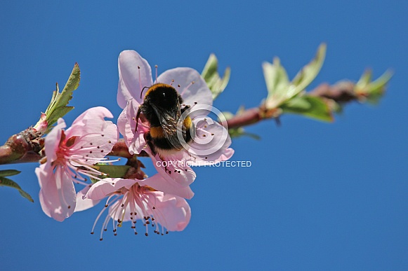 Bumblebee and Peach Blossom
