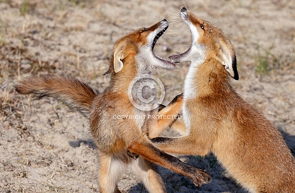 Two juvenile red foxes