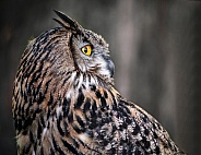 Eurasian Eagle Owl--Portrait Of An Owl