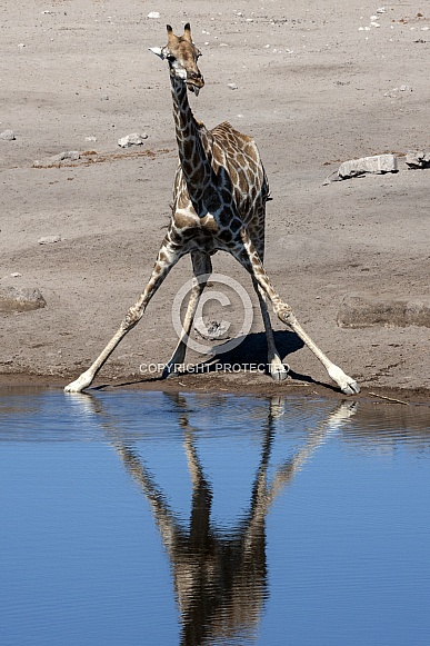 Giraffe drinking at a waterhole - Namibia