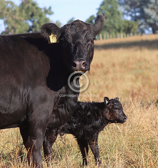 Lowline cow and her calf