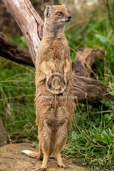 Yellow Mongoose Standing Upright